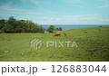 Indonesian species of yellow wild cows graze in a green field on the island of Bali 126883044