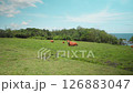 Indonesian species of yellow wild cows graze in a green field on the island of Bali 126883047