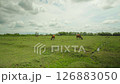 Indonesian species of yellow wild cows graze in a green field on the island of Bali 126883050