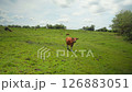 Indonesian species of yellow wild cows graze in a green field on the island of Bali 126883051