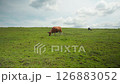 Indonesian species of yellow wild cows graze in a green field on the island of Bali 126883052