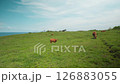 Indonesian species of yellow wild cows graze in a green field on the island of Bali 126883055
