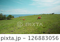 Indonesian species of yellow wild cows graze in a green field on the island of Bali 126883056