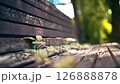 公園のベンチから顔を出す葉っぱ 公園のベンチから顔を出す葉っぱ 126888878