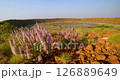 Pink wildflowers sway in the breeze at Wolfe Creek meteorite crater 126889649