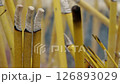 Buddhist Ritual Sticks are Smoking 126893029