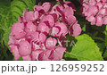 Closeup Hydrangea flower in dark background 126959252