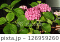 Bush Hydrangea flower in dark background 126959260