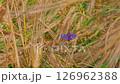 Camera moves its gaze from cornflower in ripe rye to fat ears and combines background. Harvest, harvesting grain in fields at end of summer. Grain machines. The wind ruffles the ears in wind, 4K, 2025 126962388