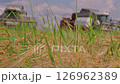 A sea of ripe ears sway in the wind. Combines in the background. Harvest, harvesting grain in the fields at the end of summer. Large ripe grains for future bread, export of feed for livestock. 126962389