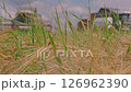 Heat, fat flies on sea of ripe ears sway in wind. Combines in the background. Harvest, harvesting grain in fields at end of summer. Large ripe grains for future bread, export of feed for livestock. 4K 126962390