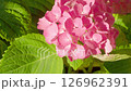 Closeup Vibrant Pink Hydrangeas bloom under the spring summer sun, with lush green leaves in dark background. Beautiful bush Hydrangea flower (Hydrangea macrophylla) in early summer, 4K, 2025 126962391