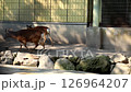 The cry of a deer in Hakodate Park (with sound) 126964207