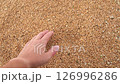 This close up captures a handful of wheat, showcasing the freshly harvested grains before processing, thus emphasizing agriculture and food production. 126996286