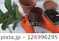 Repotting fiddle leaf fig plant. Soil preparation, potting. Hands in gloves holding root ball. Potting soil and pot are on the table. Gardening, home plants. 126996295