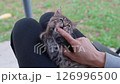 Cute tabby kitten playing with a finger on a lap. The kitten is lying down, relaxing, and playfully biting the finger. Adorable little animal moment. 126996500