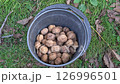 Harvesting walnuts. A bucket full of walnuts. Healthy, fresh nuts, delicious harvest. Nutritious walnuts. Collecting nuts in the garden. 126996501