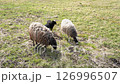Sheep grazing in the meadow on a sunny day. Lambs eating grass in the pasture. Farm animals grazing in nature. 126996507