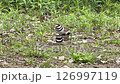 Two-banded plovers mating in a grassland 126997119