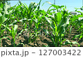 Corn field is blown by wind, environmental protection keeps air, soil and water clean. Slow motion video: healthy corn plants - result of environmental protection. Concept of environmental protection 127003422