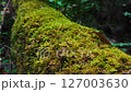 青苔覆蓋的倒下的樹 127003630