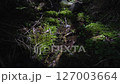 森林裡的苔蘚和溪流 127003664