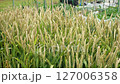 Spelt from the home garden, June 127006358