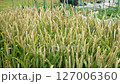 Spelt from the home garden, June 127006360