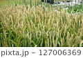 Spelt from the home garden, June 127006369