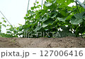 Cucumber cultivation in a home garden. June 127006416