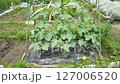 Cucumber cultivation in a home garden, June 127006520