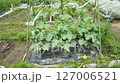 Cucumber cultivation in a home garden, June 127006521