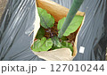 Eggplant seedlings in the field 127010244