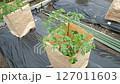 Tomato cultivation, June 127011603