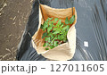 Tomato cultivation, June 127011605