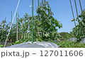 Tomato cultivation, June 127011606
