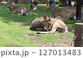 Sleepy deer (Nara Park) 127013483