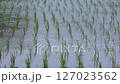 水田 127023562
