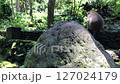 Macaque Monkey in Lush Green Forest Environment, Monkey Forest, Ubud, Bali, Indonesia 127024179