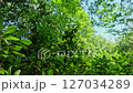 様々な形の新緑の葉が風に揺れる森 127034289