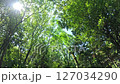 鮮やかな新緑の森と木漏れ日 127034290
