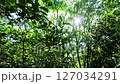 強い風に揺れる森と木漏れ日 127034291