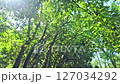 強風に揺れる新緑の森と木漏れ日 127034292