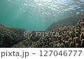 The vibrant corals of Okinawa's ocean 127046777