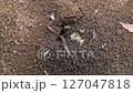 クロヤマアリの巣口 127047818