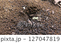 クロヤマアリの巣口2 127047819