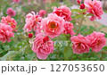 庭園に咲く華やかなピンク色のバラ　 127053650