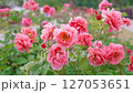 庭園に咲く華やかなピンク色のバラ　 127053651