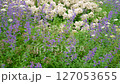 白いモッコウバラとブルーキャットミントの花が咲く花壇　 127053655