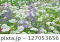 ブルーキャットミントの花の蜜を吸うアゲハ蝶　 127053656